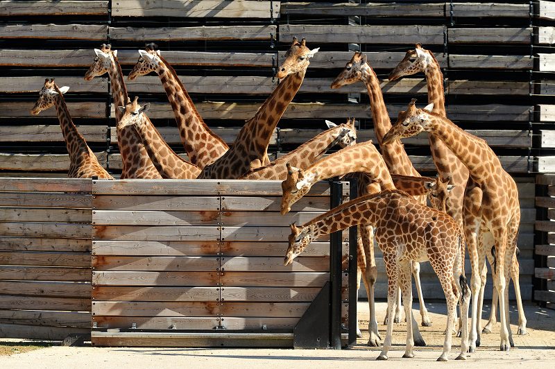 parc zoologique vincennes